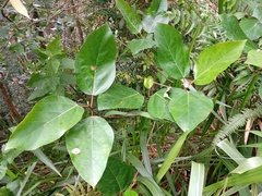 Ficus grossularioides