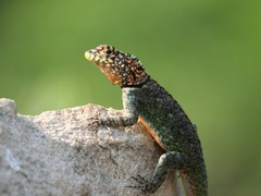 Tropidurus spinulosus