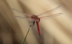 Tramea insularis