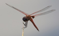 Tramea insularis