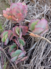 Kalanchoe fedtschenkoi