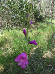 Gladiolus italicus