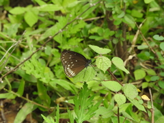 Euploea klugii