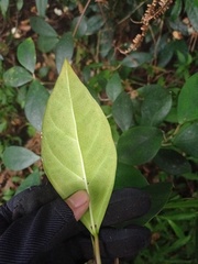 Ficus deltoidea