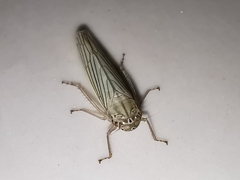 Cofana spectra