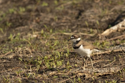 Charadrius vociferus image