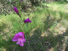 Gladiolus italicus