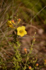 Aureolaria pectinata