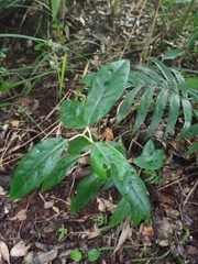 Ficus deltoidea