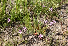 Erodium cicutarium