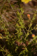 Aureolaria pectinata