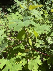 Macleaya