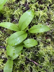 Clintonia uniflora