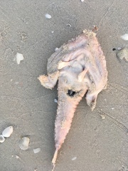 Ogcocephalus