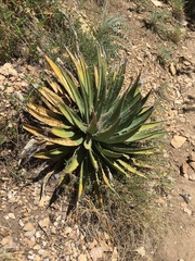 Agave utahensis kaibabensis