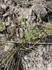 Thalictrum foetidum