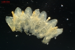 Cuscuta gronovii gronovii