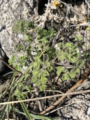 Thalictrum foetidum