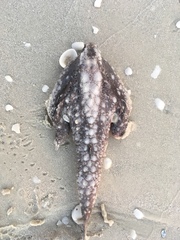 Ogcocephalus