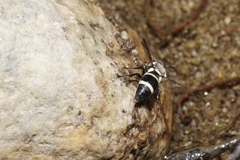 Pachodynerus californicus