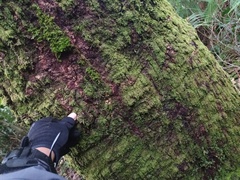 Panthera pardus melas