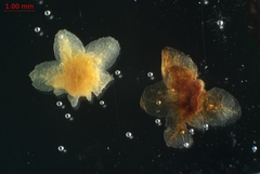 Cuscuta gronovii gronovii