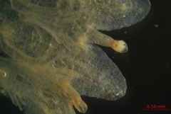 Cuscuta gronovii gronovii