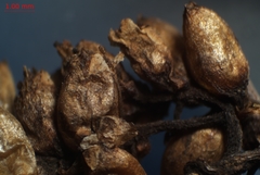 Cuscuta gronovii gronovii