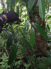 Ficus sinuata