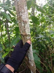 Ficus sinuata