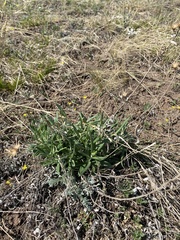 Saussurea salicifolia