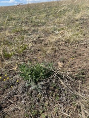 Saussurea salicifolia