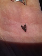 Schiffermuelleria schaefferella