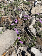 Phlox sibirica