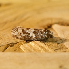 Eucopina cocana