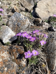 Phlox sibirica