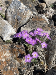Phlox sibirica