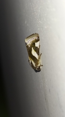 Acontia catenula