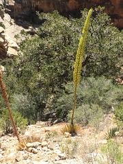 Agave utahensis kaibabensis
