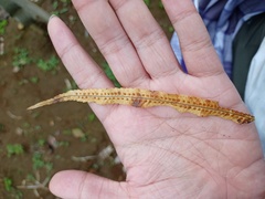 Goniophlebium persicifolium