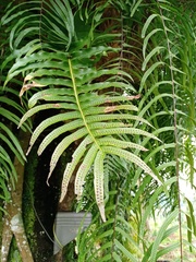 Drynaria pleuridioides