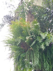 Drynaria pleuridioides