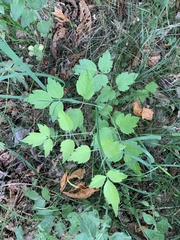 Actaea spicata