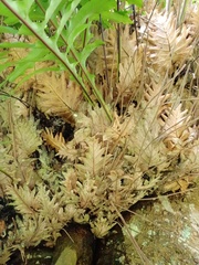 Drynaria pleuridioides