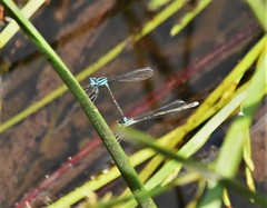 Enallagma divagans