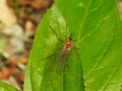 Empis stercorea