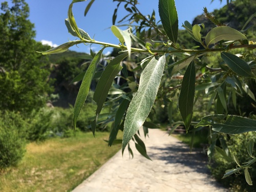 Bijela vrba (Salix alba)