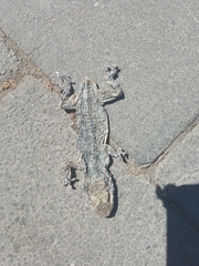 Tarentola mauritanica