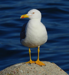 Larus michahellis