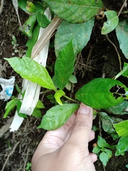 Ficus montana